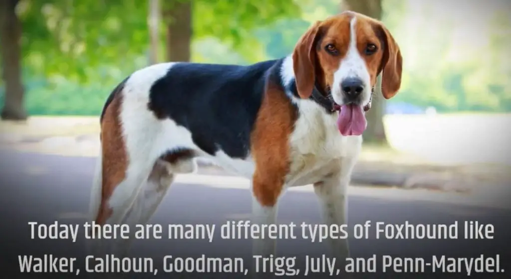 American Foxhound Advantages and Disadvantages