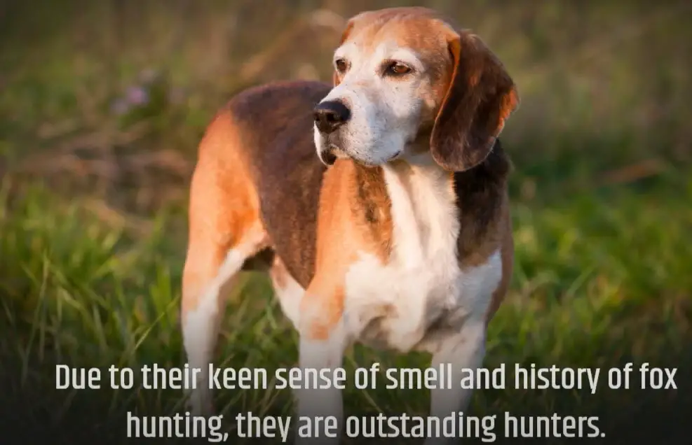 American Foxhound Advantages