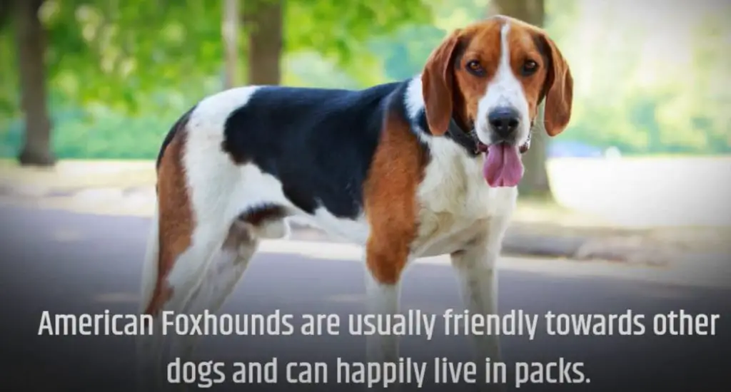 American Foxhound Pros