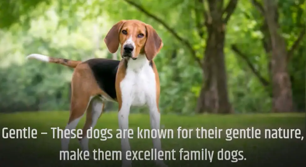 American Foxhound Pros and Cons