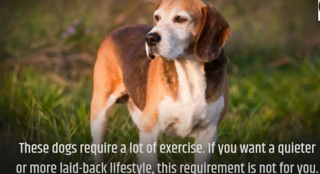 American Foxhound Temperament and Personality