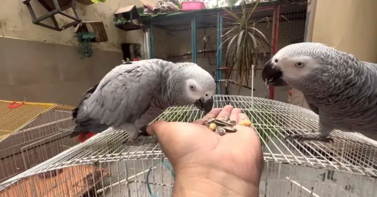 Best Parrot Food for African Grey