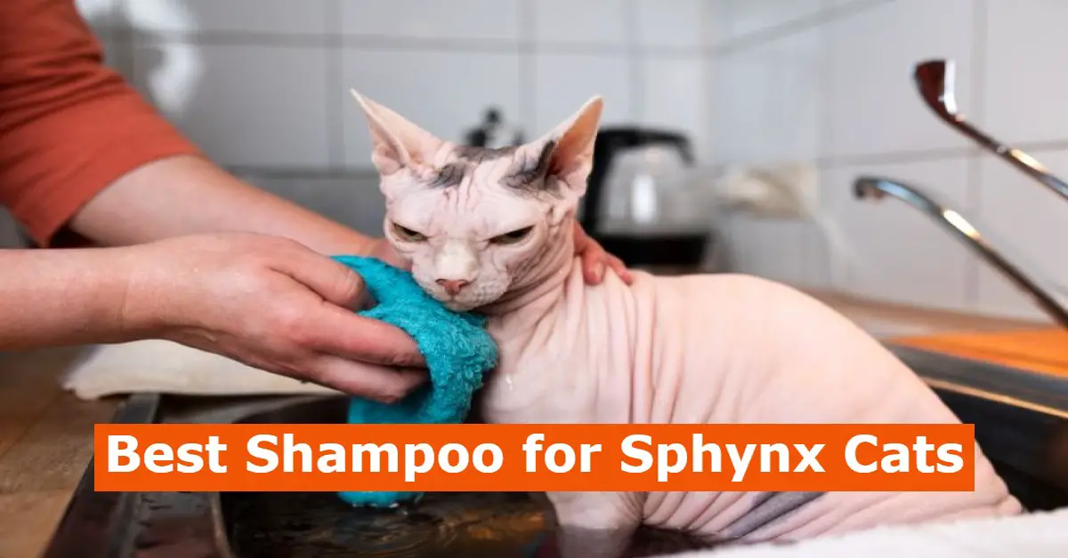 5 Best Shampoo For Sphynx Cats (Keep Hairless Cat Clean And Shine)