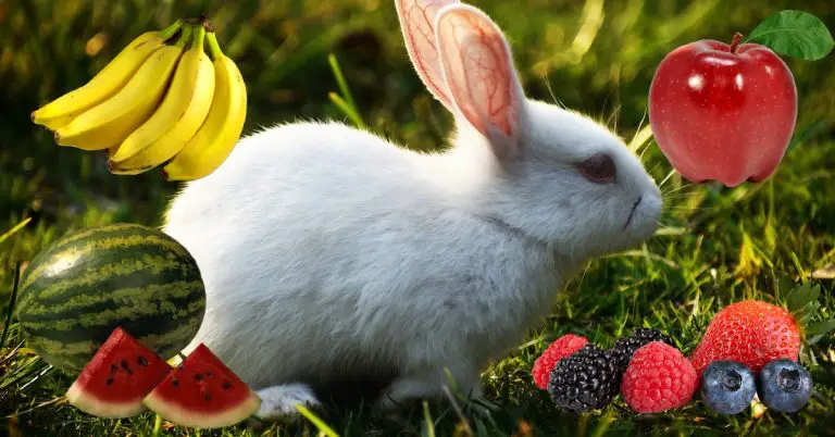 Rabbit Fruits