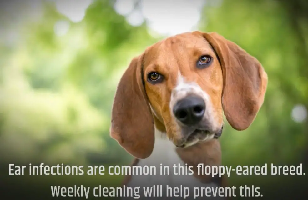 Health Issues of American Foxhound Ear Infection