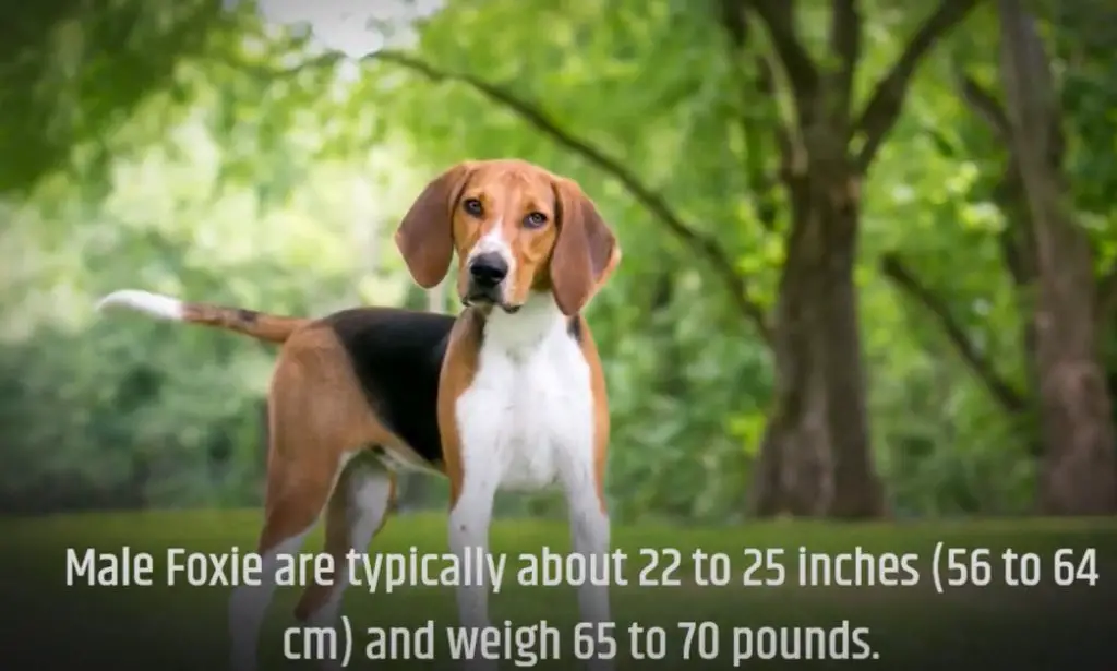 Highly Active as an advantages of American Foxhound