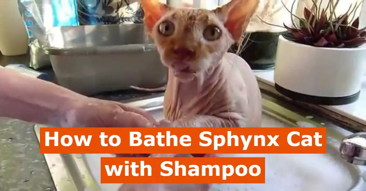 5 Best Shampoo For Sphynx Cats (Keep Hairless Cat Clean And Shine)