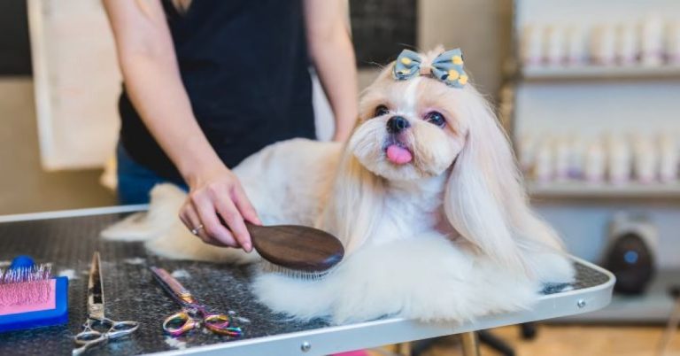 Why My Shih Tzu Hair is Not Fluffy