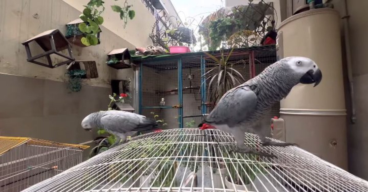 5 Best Parrot Food For African Grey 2023 Top Picks