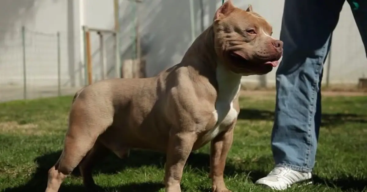 Unveiling The Truth About American Extreme Bullies - ba3vp1e