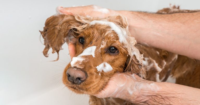 best antibacterial and antifungal dog shampoo