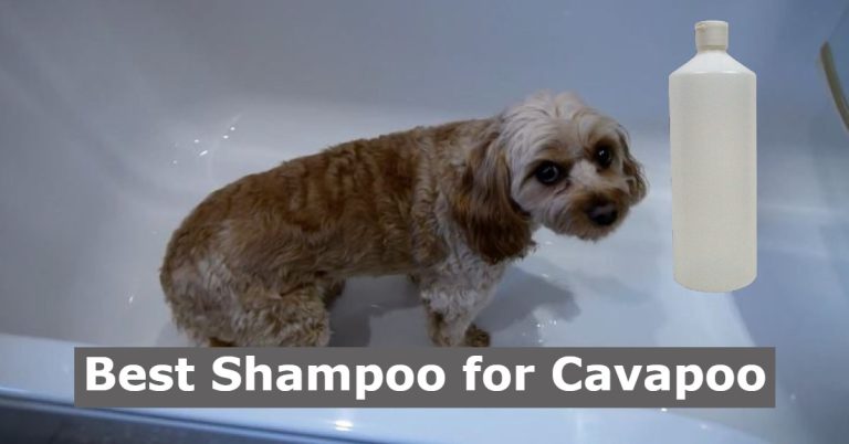best cavapoo shampoo