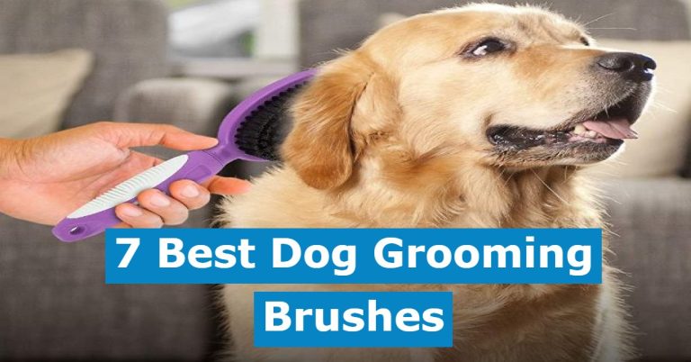 best dog grooming brushes
