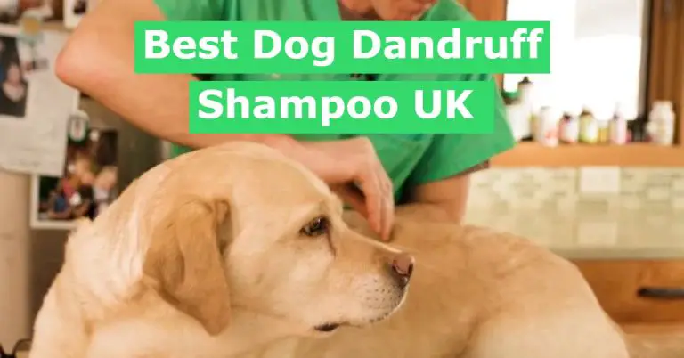 Best Dog Dandruff Shampoo UK