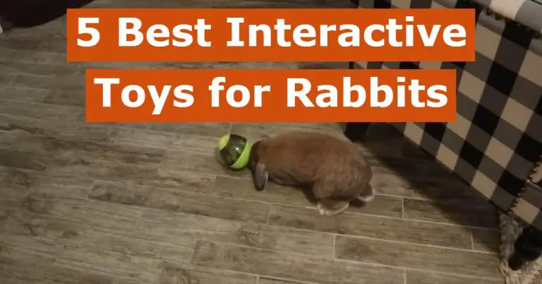 best interactive toys for rabbits