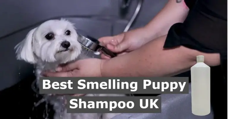 best smelling shampoo for puppy in the UK