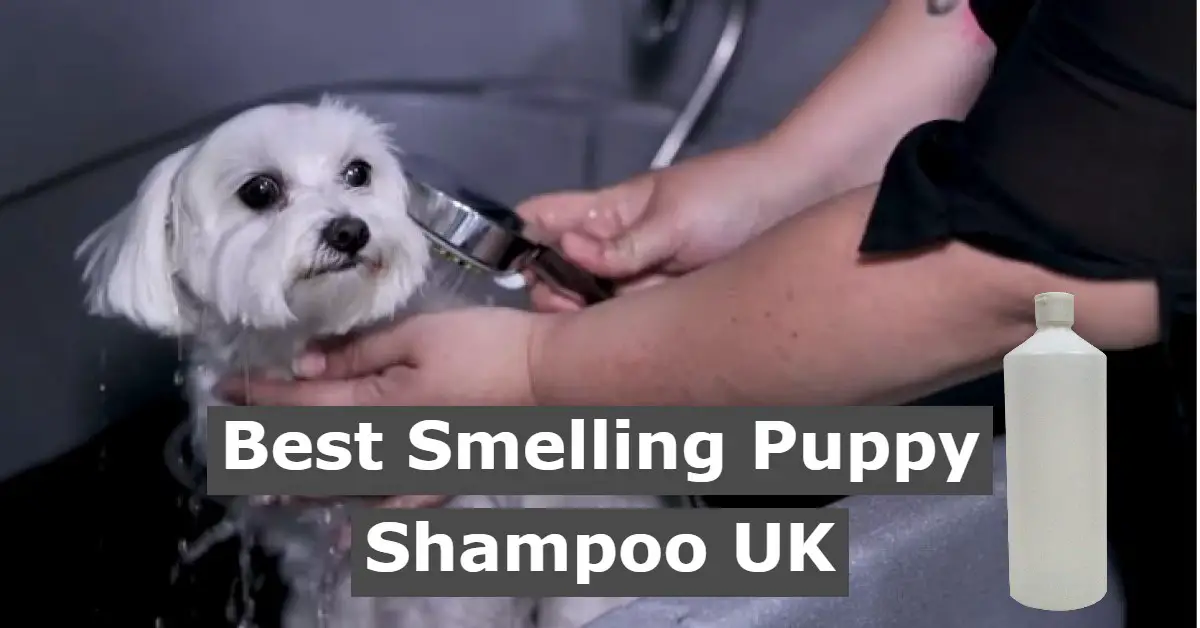 5 Best Smelling Puppy Shampoo UK (Make Puppy Smell Wonderful)