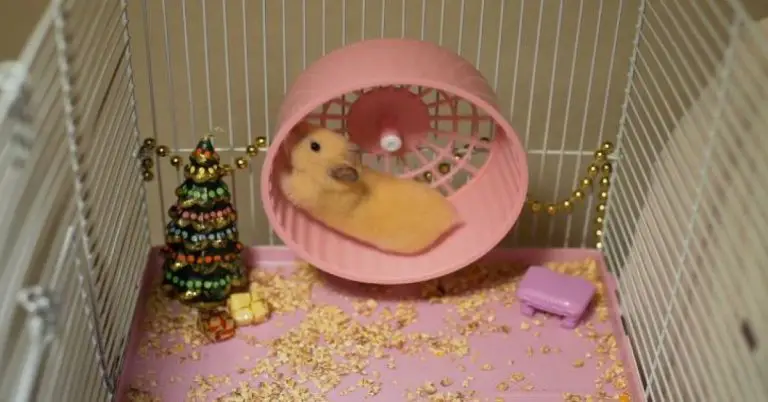 best syrian hamsters toys
