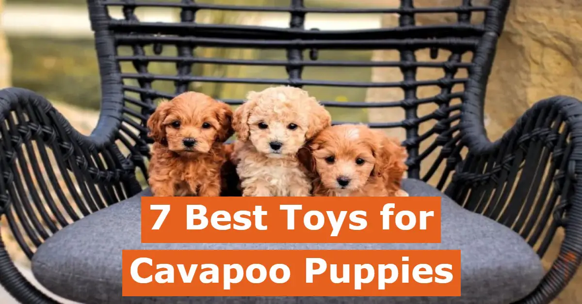 7 Best Toys For Cavapoo Puppies (Reviews And Top Picks)