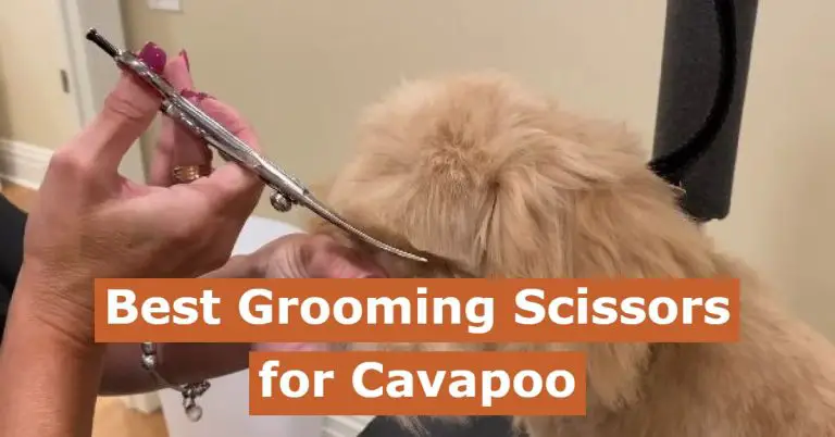 best cavapoo grooming scissors