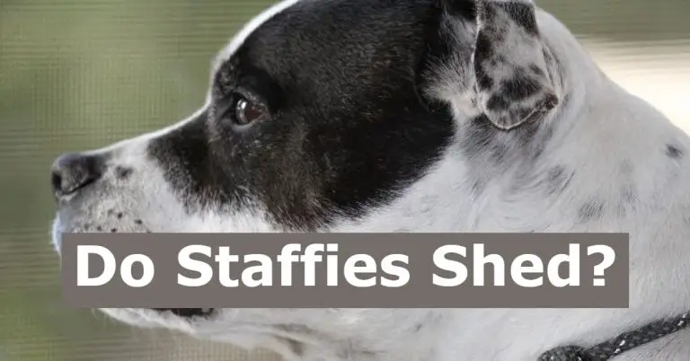 do staffies shed