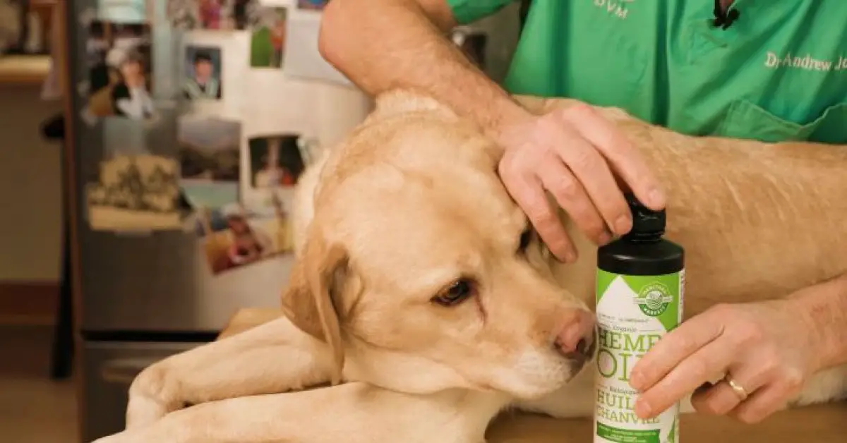 5 Best Dog Dandruff Shampoo UK (Say Goodbye To Dandruff)