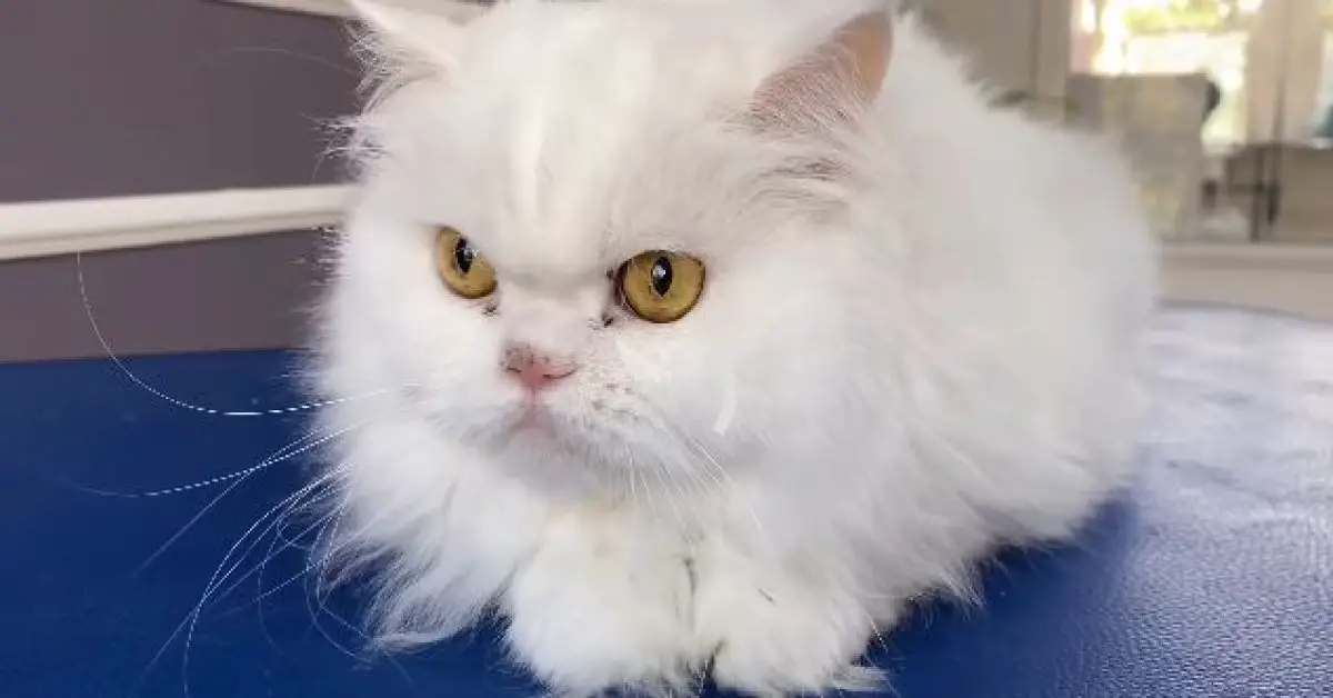 5 Best Cat Shampoo For Long Hair (According To Veterinarian)