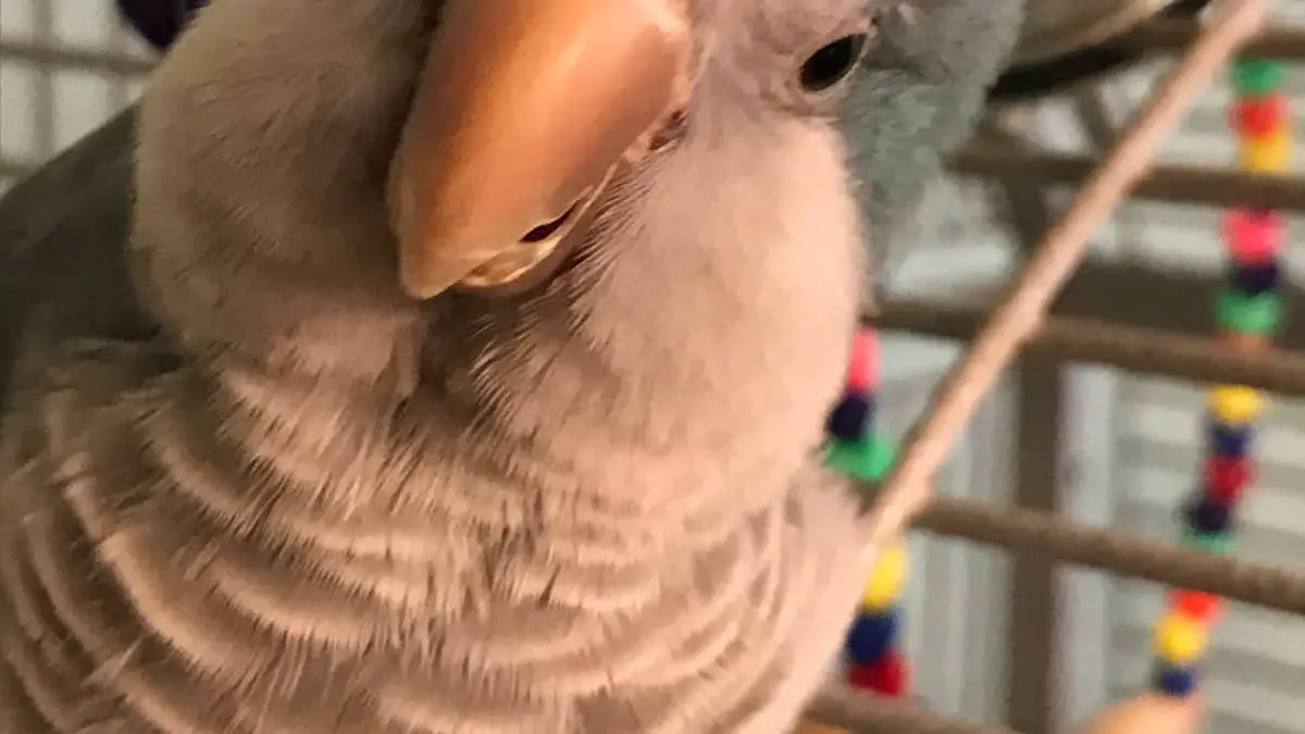 Best Food For Quaker Parrots