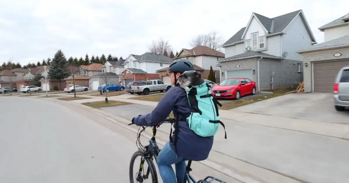 5 Best Dog Backpack Carrier For Small Dogs (Enjoy The Journey)