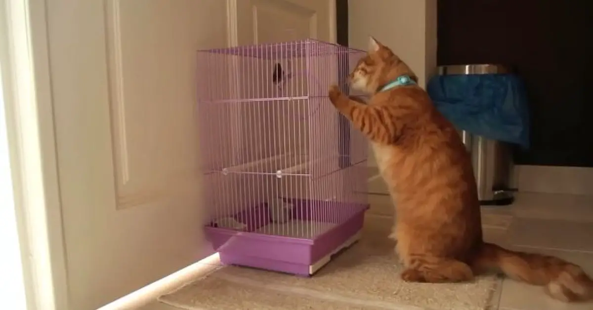 Can A Cat Kill A Bird In A Cage? (Risks And Safety Measures)