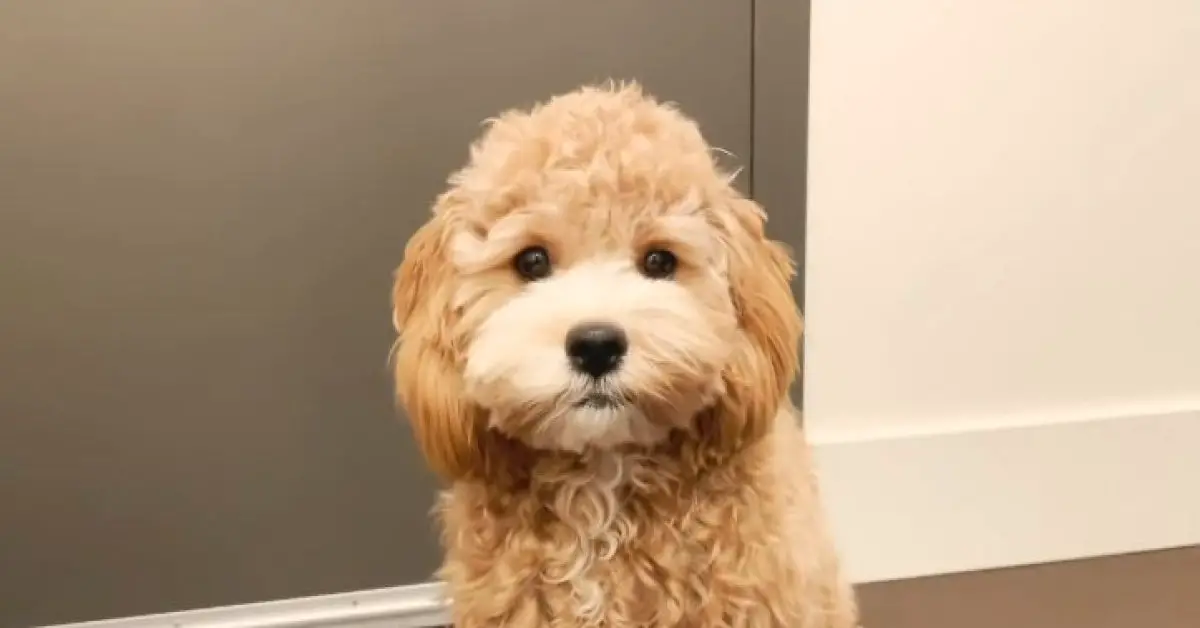 Do Cavapoos Like To Cuddle? (Affectionate Nature Of Cavapoos)