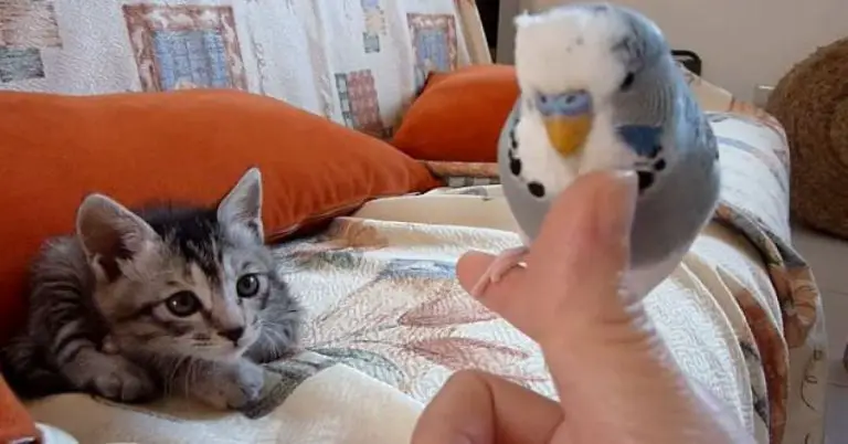 How to Introduce a Bird to a Cat