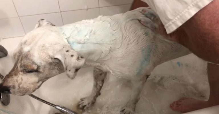 Is Safeguard Soap Safe for Dogs