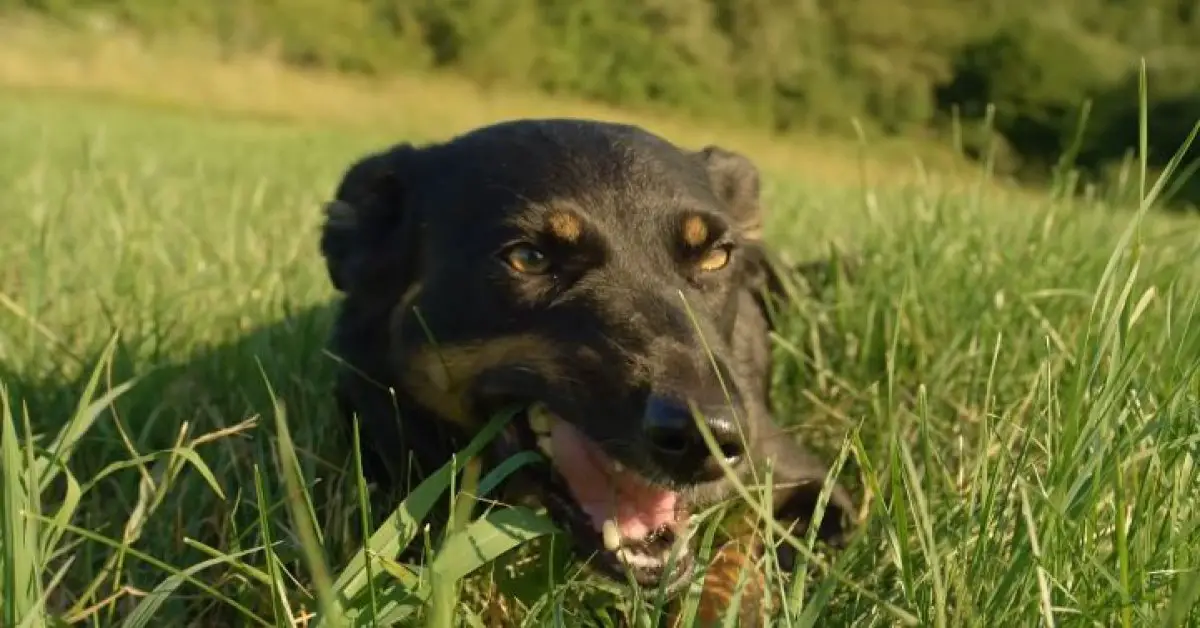 What Should I Do If My Dog Eats Grass? A Guide For Dog Owners