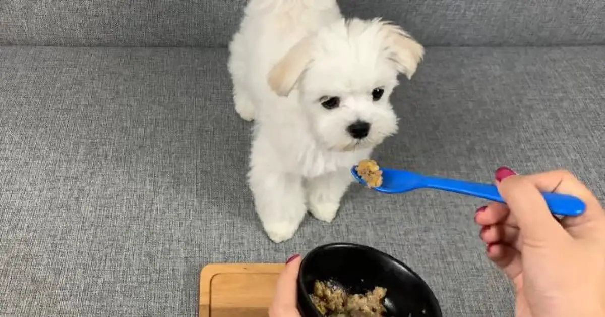 What Human Food Can Maltese Eat? (Choose The Right Food)
