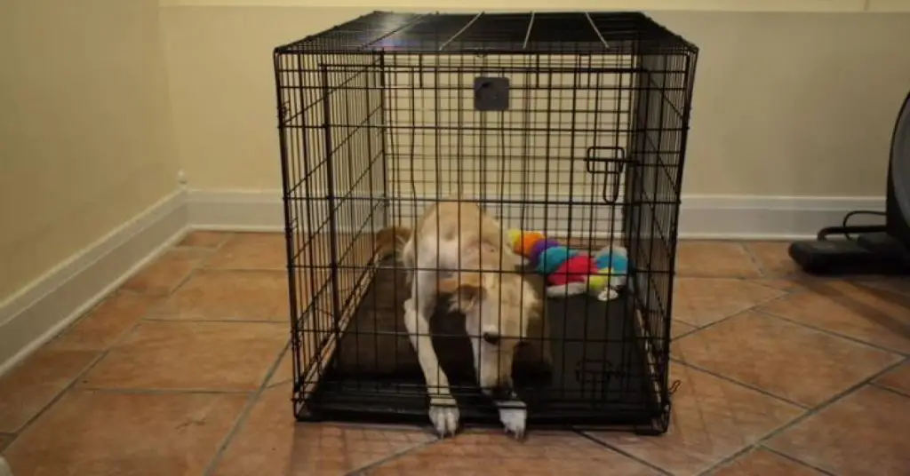 why-does-my-dog-scratch-his-crate-at-night-causes-and-solutions