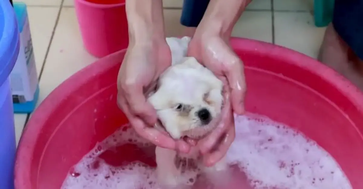 5 Best Baby Shampoos For Dogs (Effective Grooming Solutions)