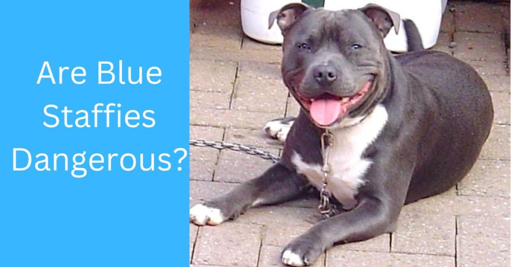 Are Blue Staffies Dangerous