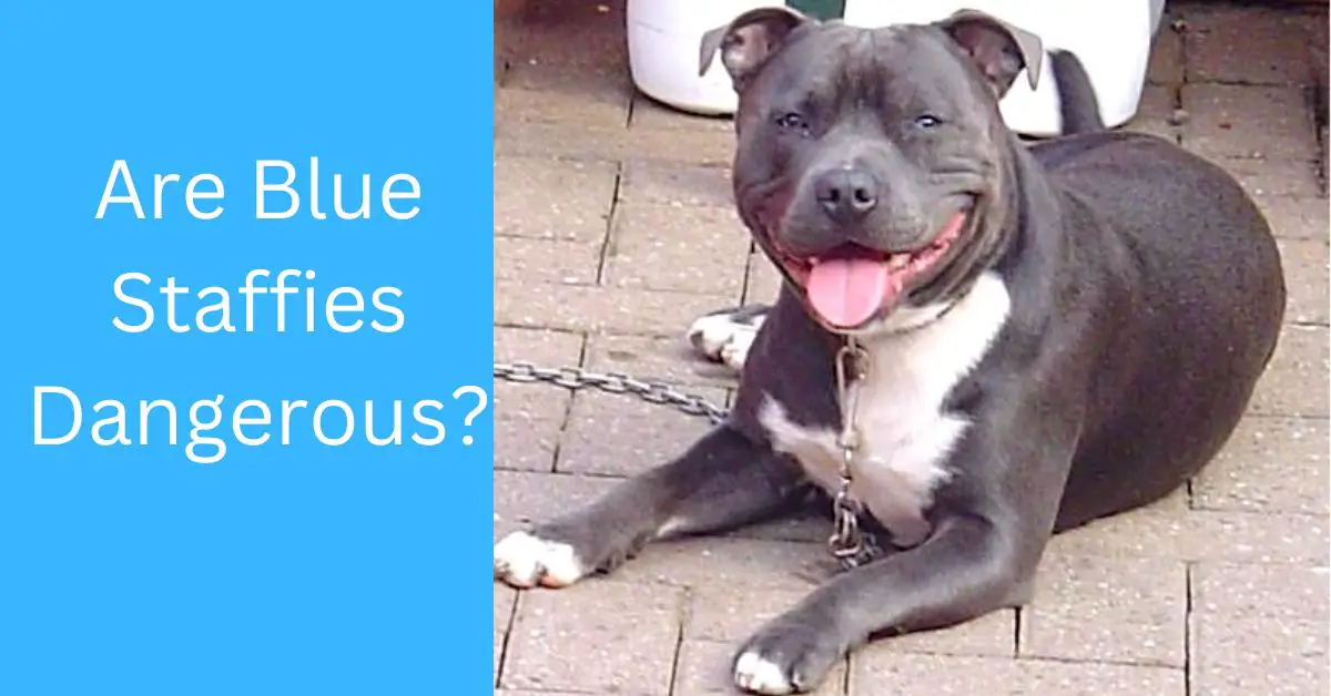 Are Blue Staffies Dangerous? Truth About This Misunderstood Breed