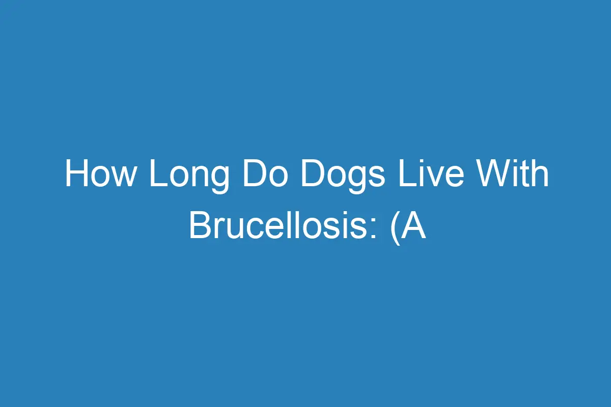 How Long Do Dogs Live With Brucellosis (A Complete Guide)