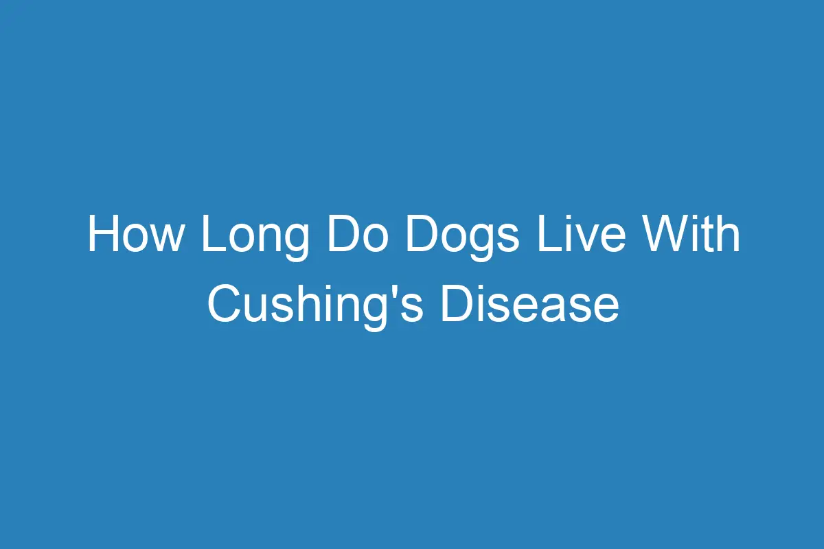 How Long Do Dogs Live With Cushing's Disease (Hyperadrenocorticism) (A