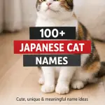 100+ Best Japanese Cat Names Every Cat Lover Will Adore