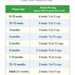 Affenpinscher Puppy Feeding Chart By Age