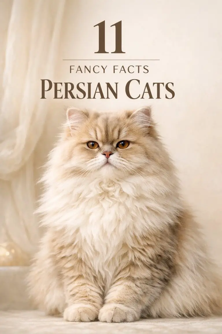 Fancy Facts About Persian Cats Luxury Breed Secrets