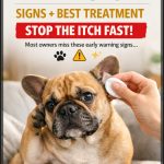 French Bulldog Ear Infection Signs And Best Treatment (Must-Know Fix!)