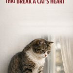 Things Cat Owners Do That Can Break A Cat’s Heart And Its Spirit