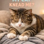 Why Does My Cat Knead Me? The Sweet Truth Behind It