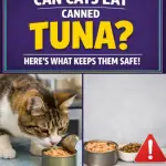 Can Cats Eat Canned Tuna? Here'S What You Need To Know To Keep Them Safe