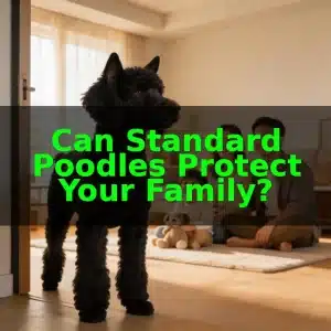 Can Standard Poodles Protect Your Family?
