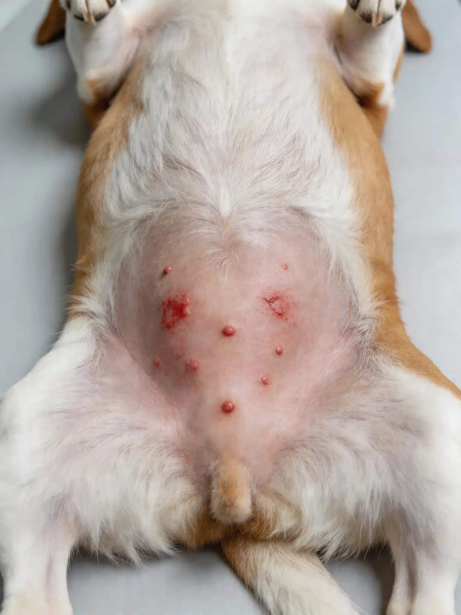 What A Dog Belly Rash Usually Looks Like